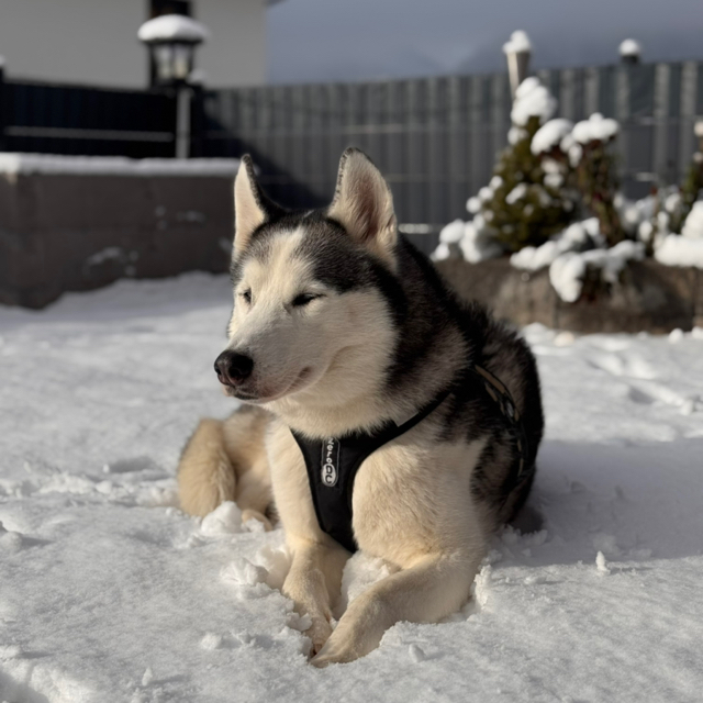 Jasmin