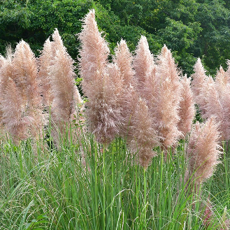 FF