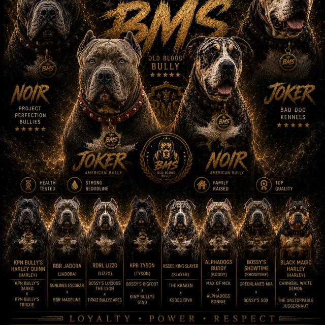 American Best Blood Bullys