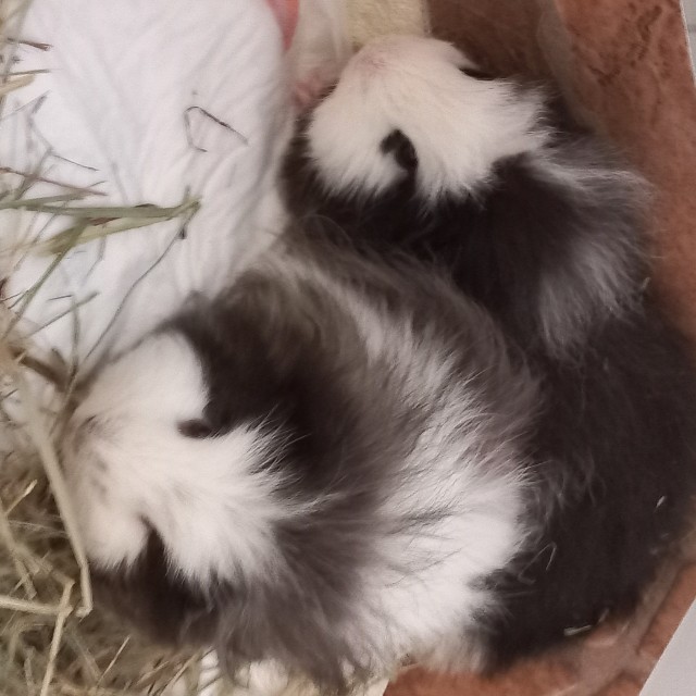 Ella