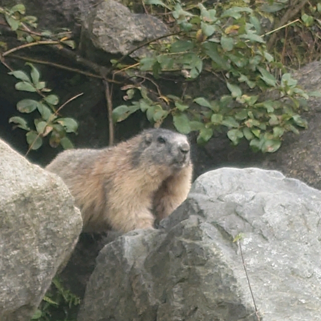 Manuel