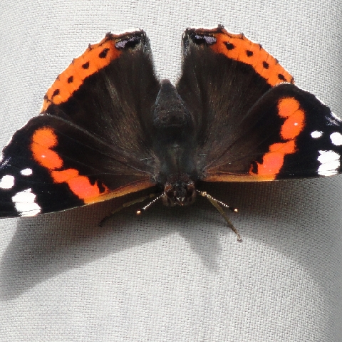 Blasius