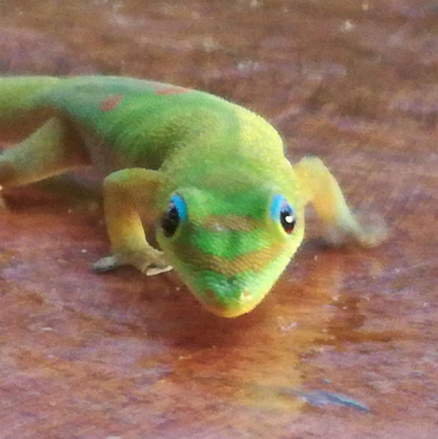 Luis
