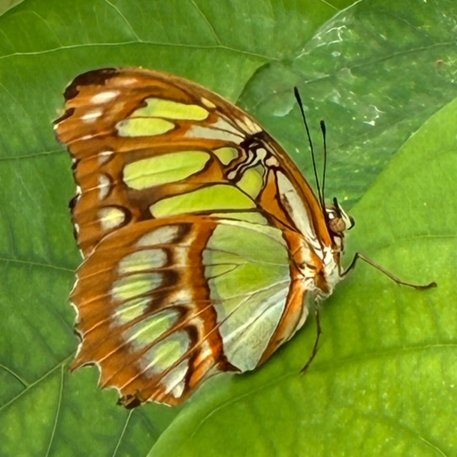 Lavinia