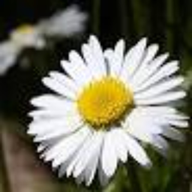 Daisy