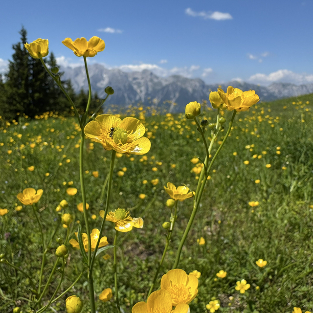 buttercup