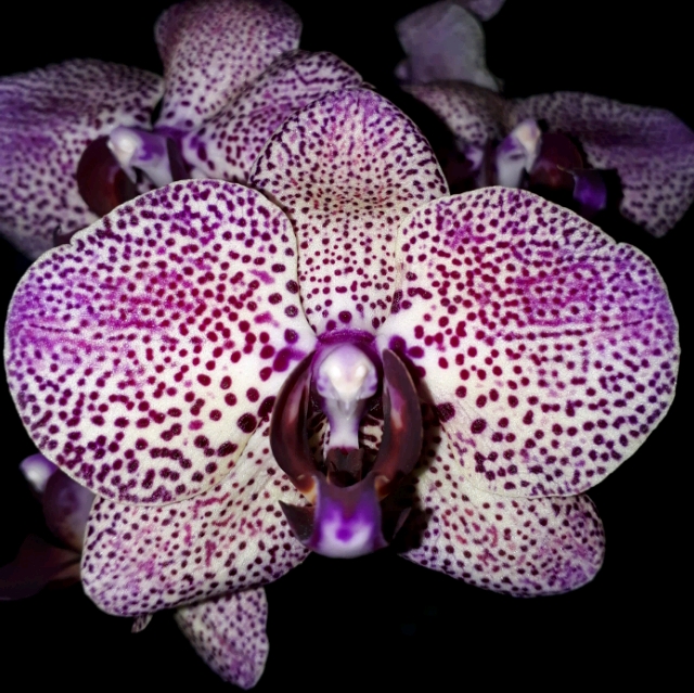 Flora