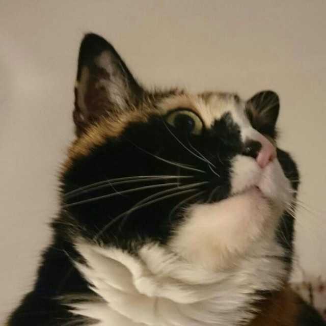 Franz