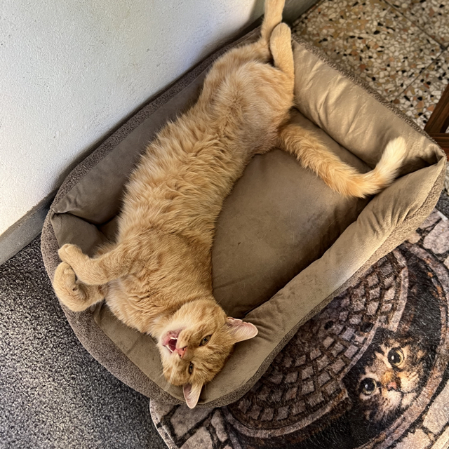 Timo
