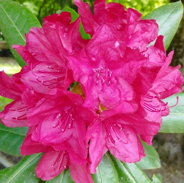 Picobello