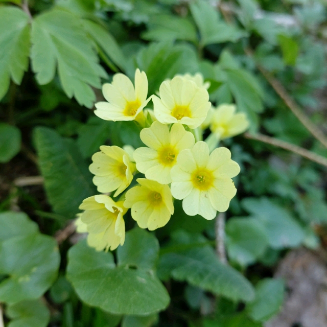 Sam