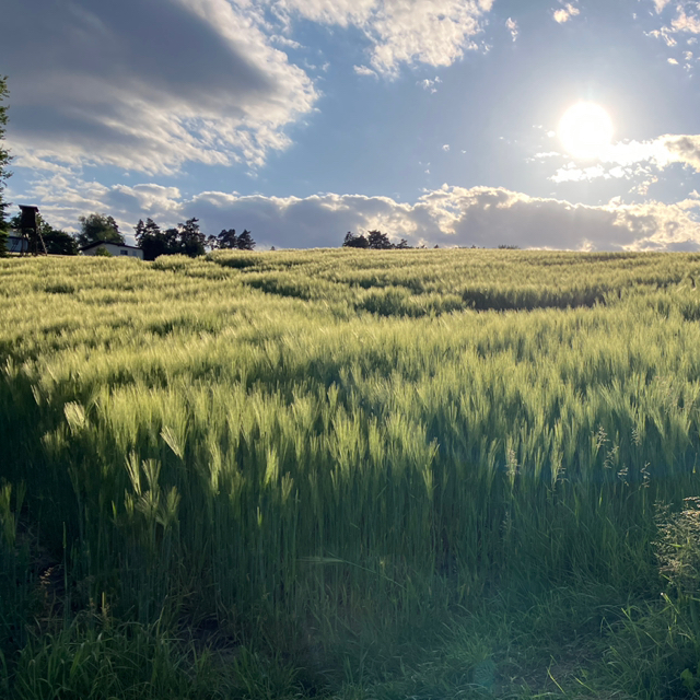 Ulrike