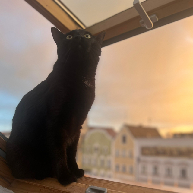 zuzu