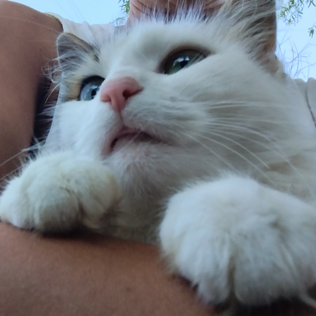 sophie