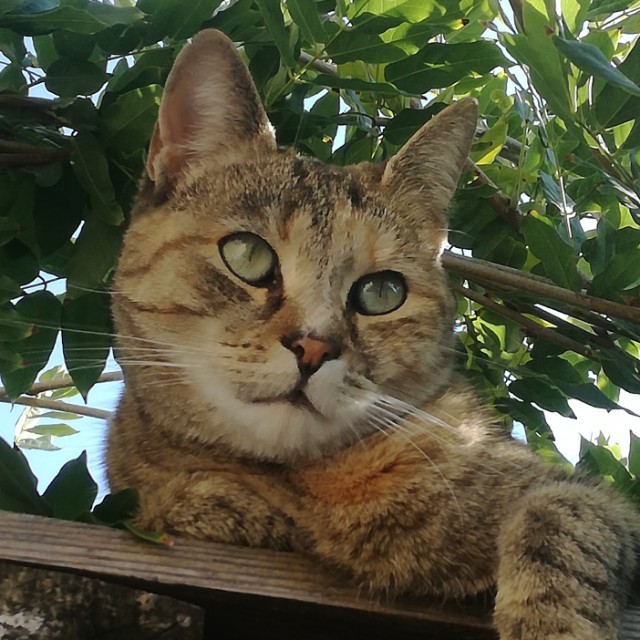 Ella
