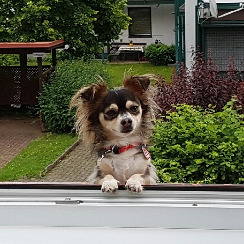 Walter