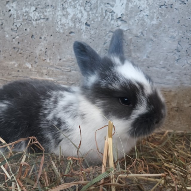 Barbara