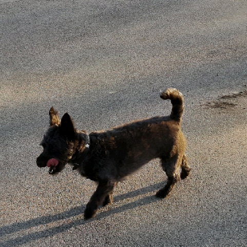 Kulovics