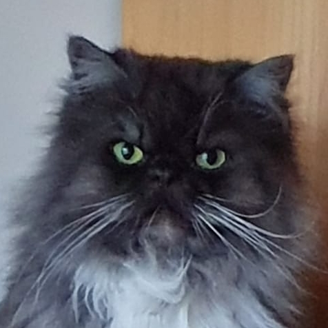 Dagmar
