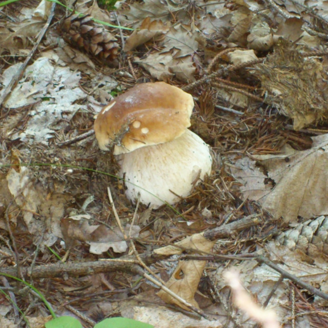 B.