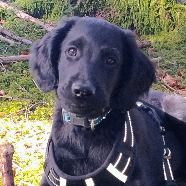Udo