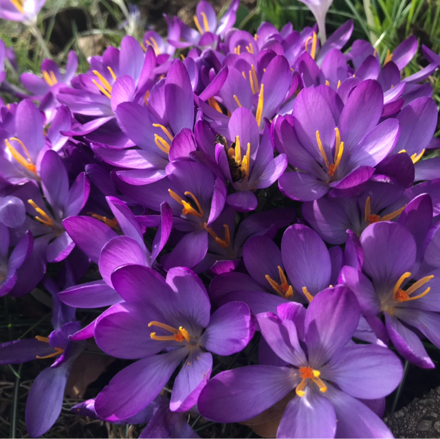 Jasmin