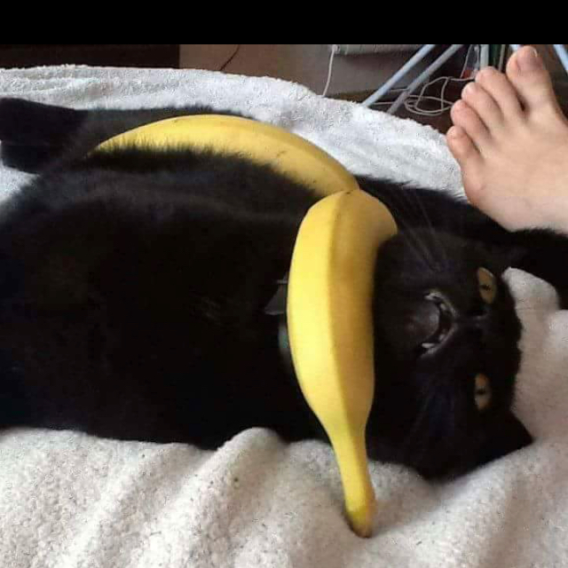 A. K.