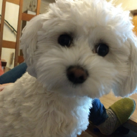 Tinchen