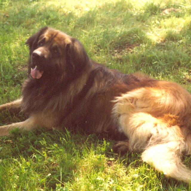 MaRo