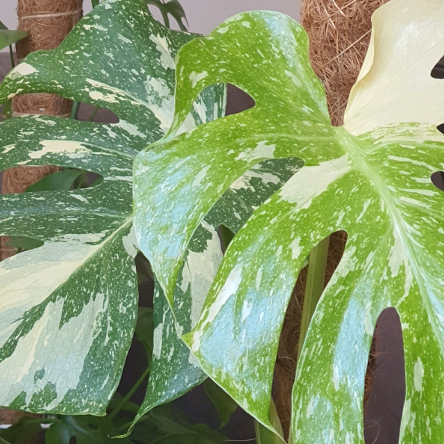 plant_blondie