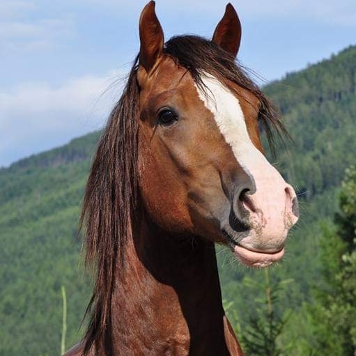 Angi