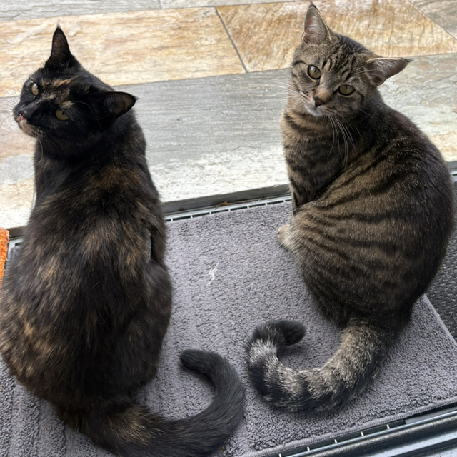Doris