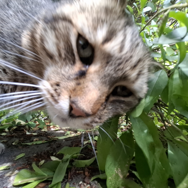 Tom