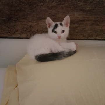 Carmen