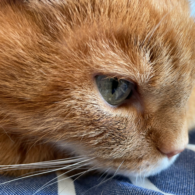 Emillio