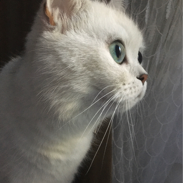 Tami