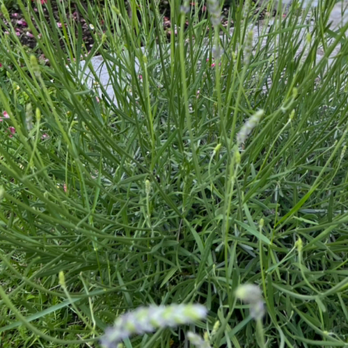 A.