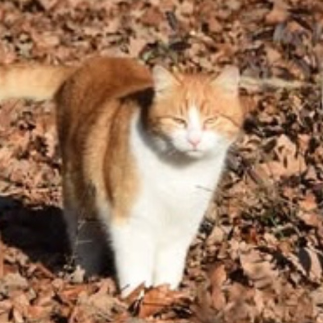 Jörg