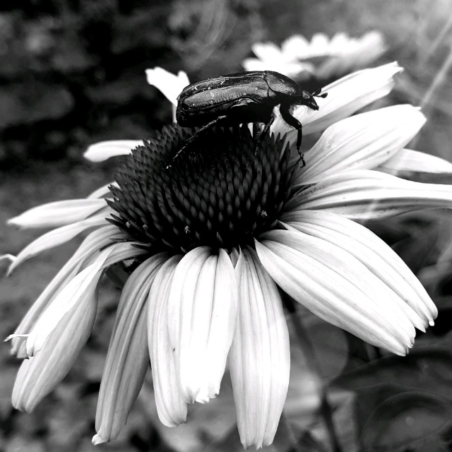 Jasmin