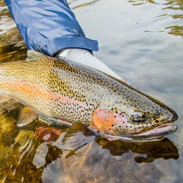 Flyfisher