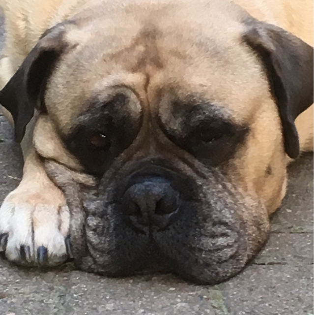 Heimo