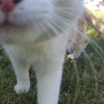 Nala