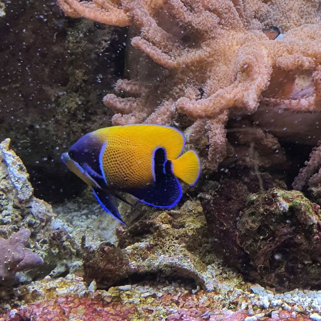 Paul