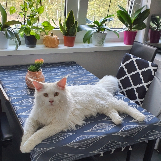 WHITE COONI'S-registrierte maine coon zucht
