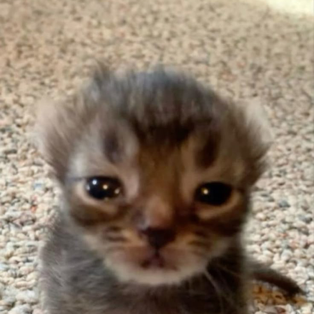 Felix