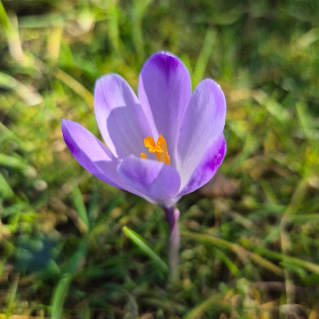 ST