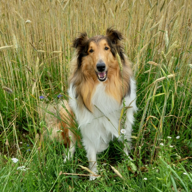 Sophia