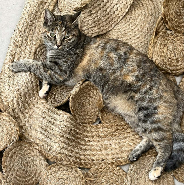 Simone