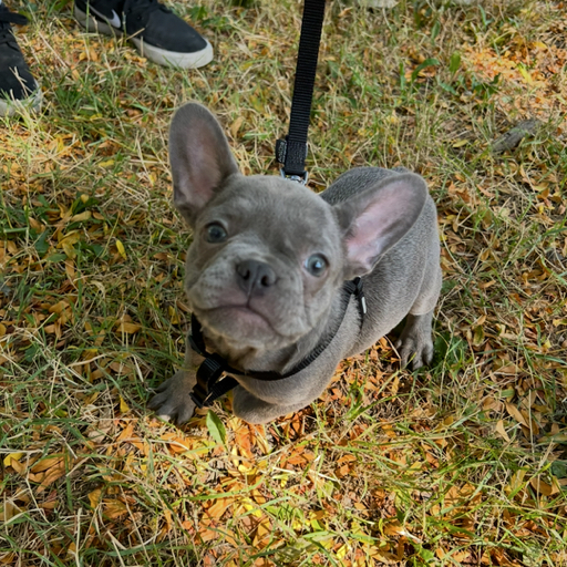 Lui