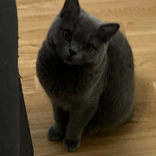 denise